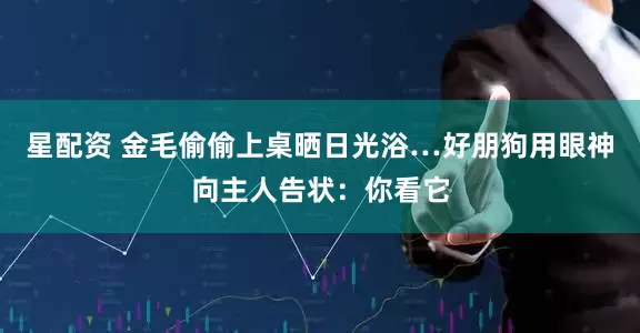 星配资 金毛偷偷上桌晒日光浴…好朋狗用眼神向主人告状：你看它